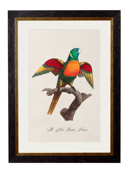 C.1800's Collection of Parrots - set of 16 - The Weird & Wonderful