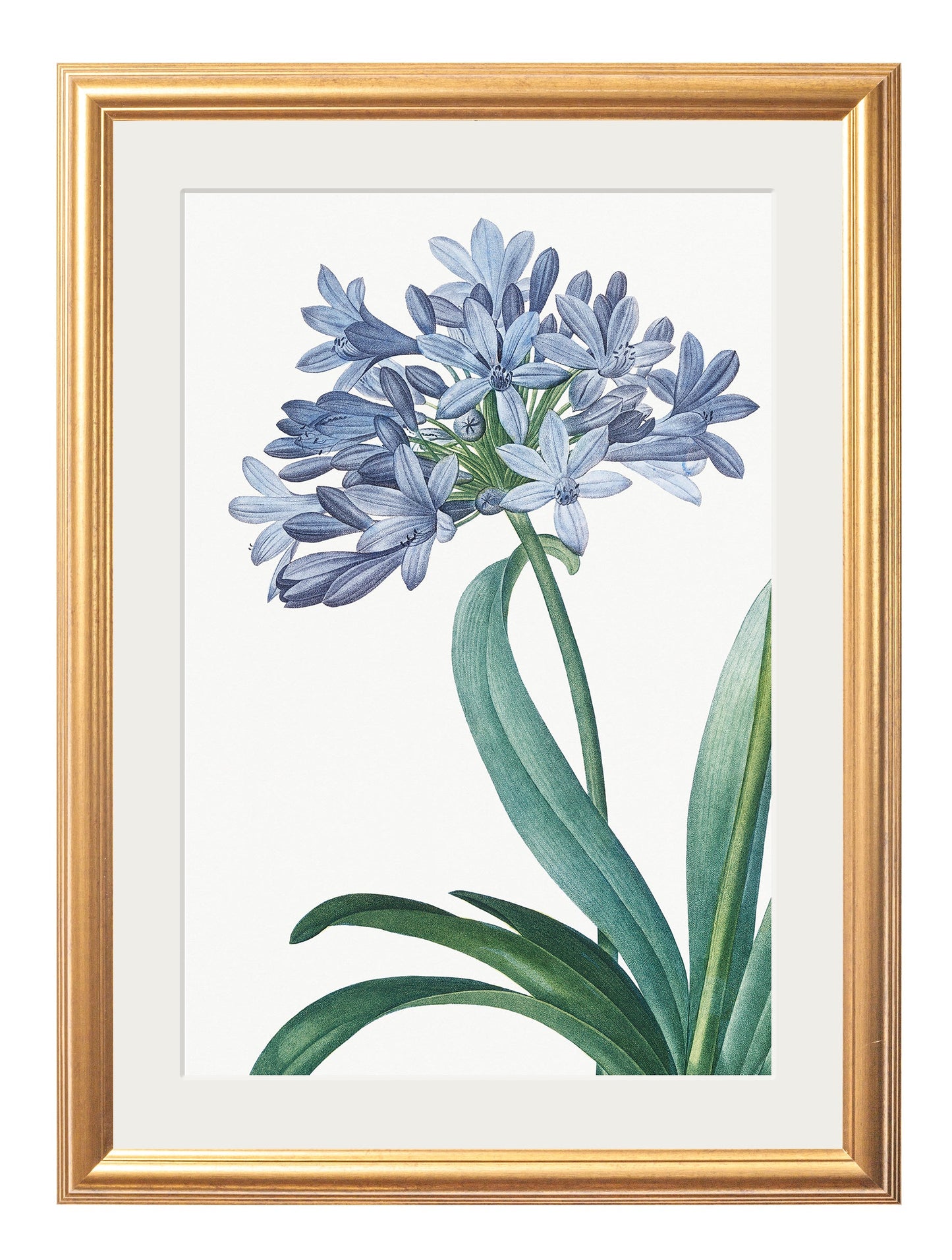 Blue Floral Illustrations Set of 4 Prints