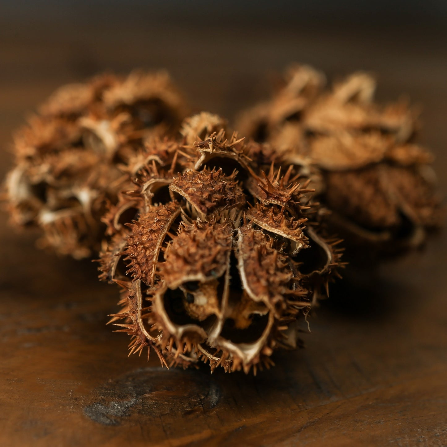 Bouquet Of Dried Protea