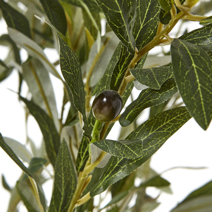 Apulia Olive Tree In White Pot 210Cm