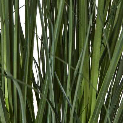 Large White Agapanthus Plant In Pot