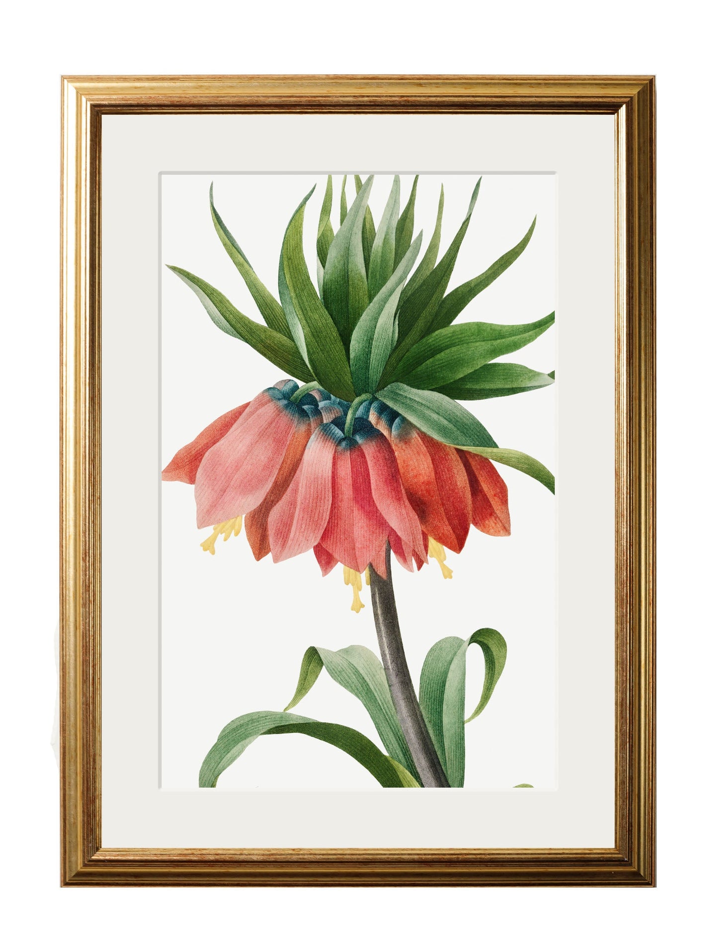 Botanical Nature Illustrations Set of 4 Prints