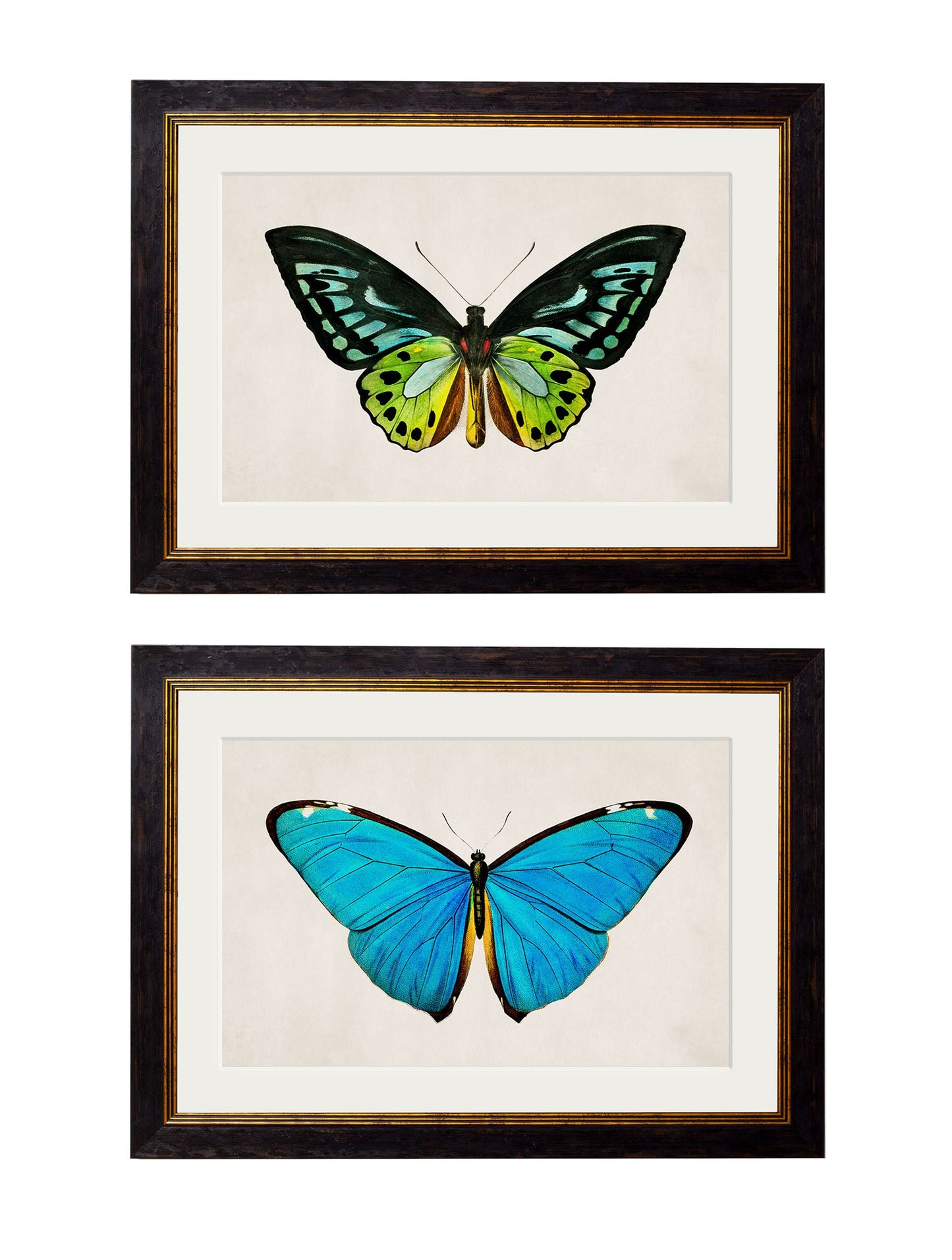 c.1836 Tropical Butterflies