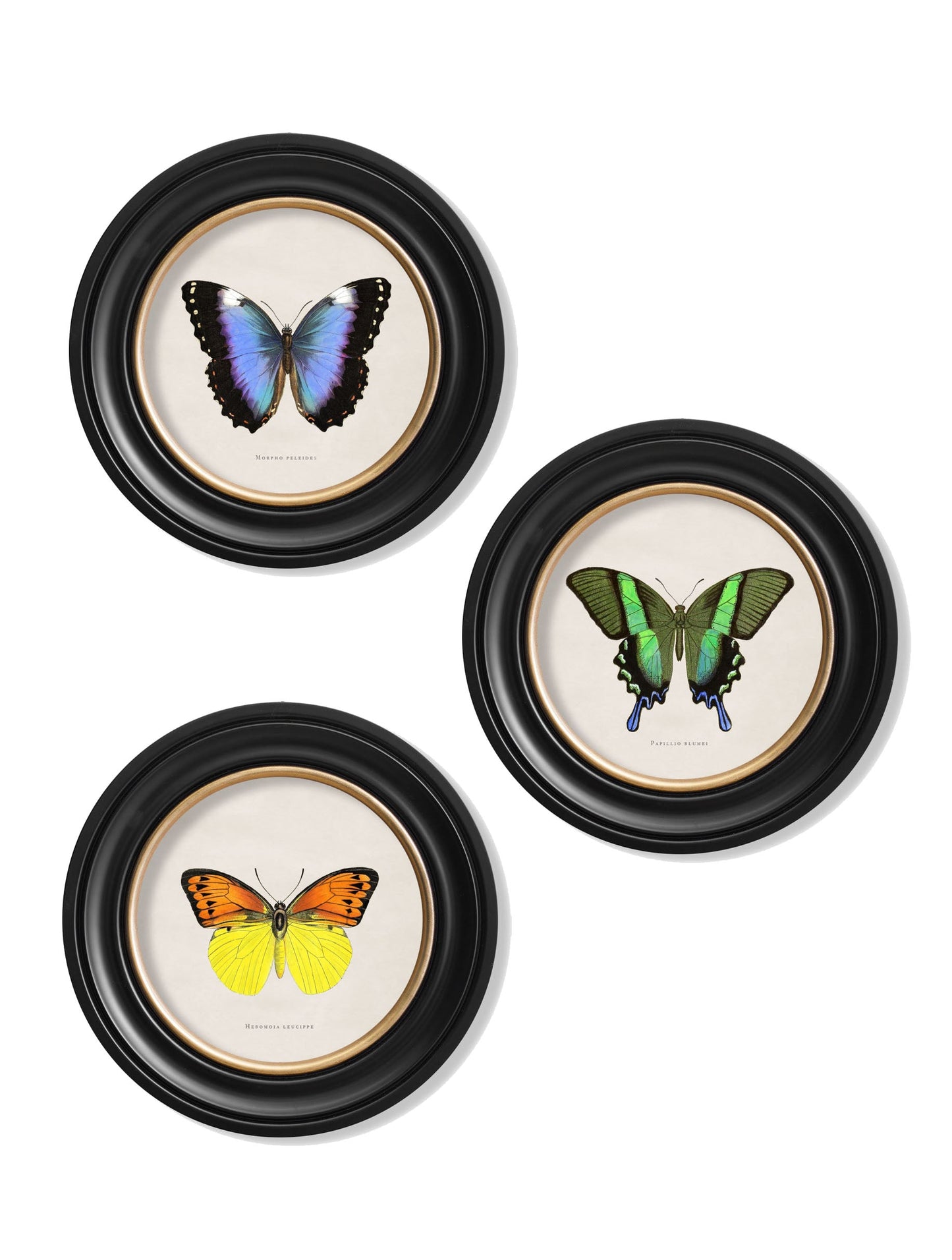 c.1835 Tropical Butterflies - Round Frames