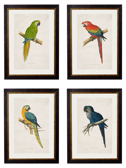 c.1884 Macaws