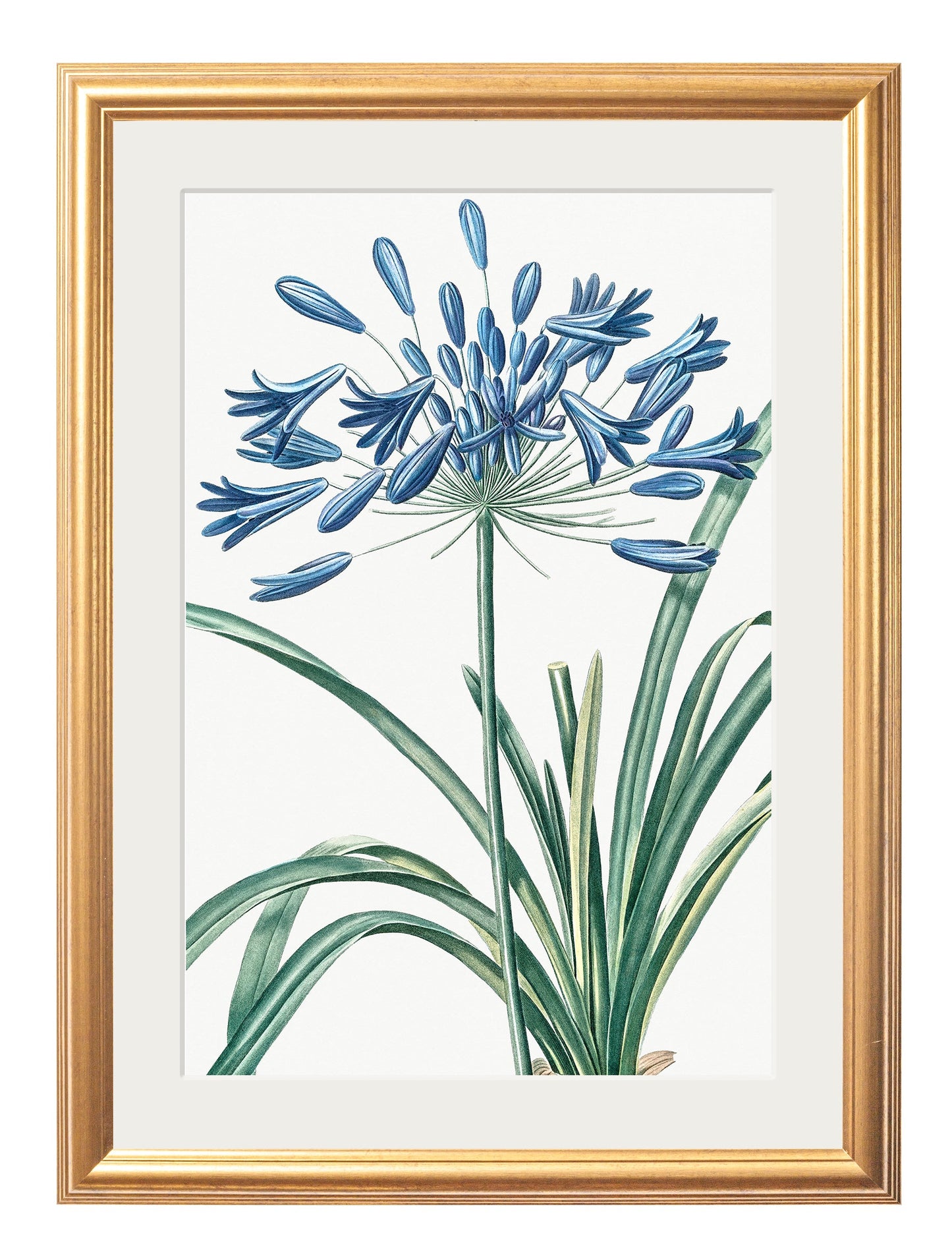 Blue Floral Illustrations Set of 4 Prints