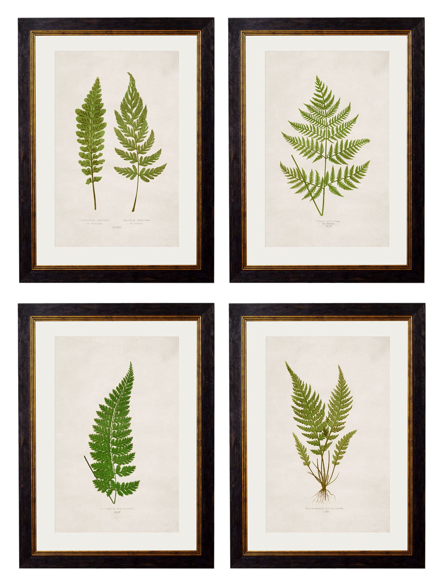 c.1864 Collection of British Ferns