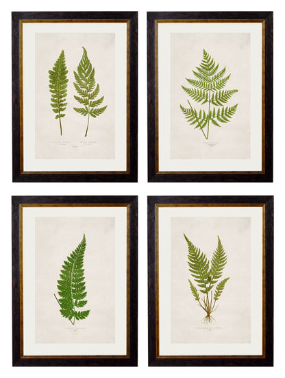 c.1864 Collection of British Ferns