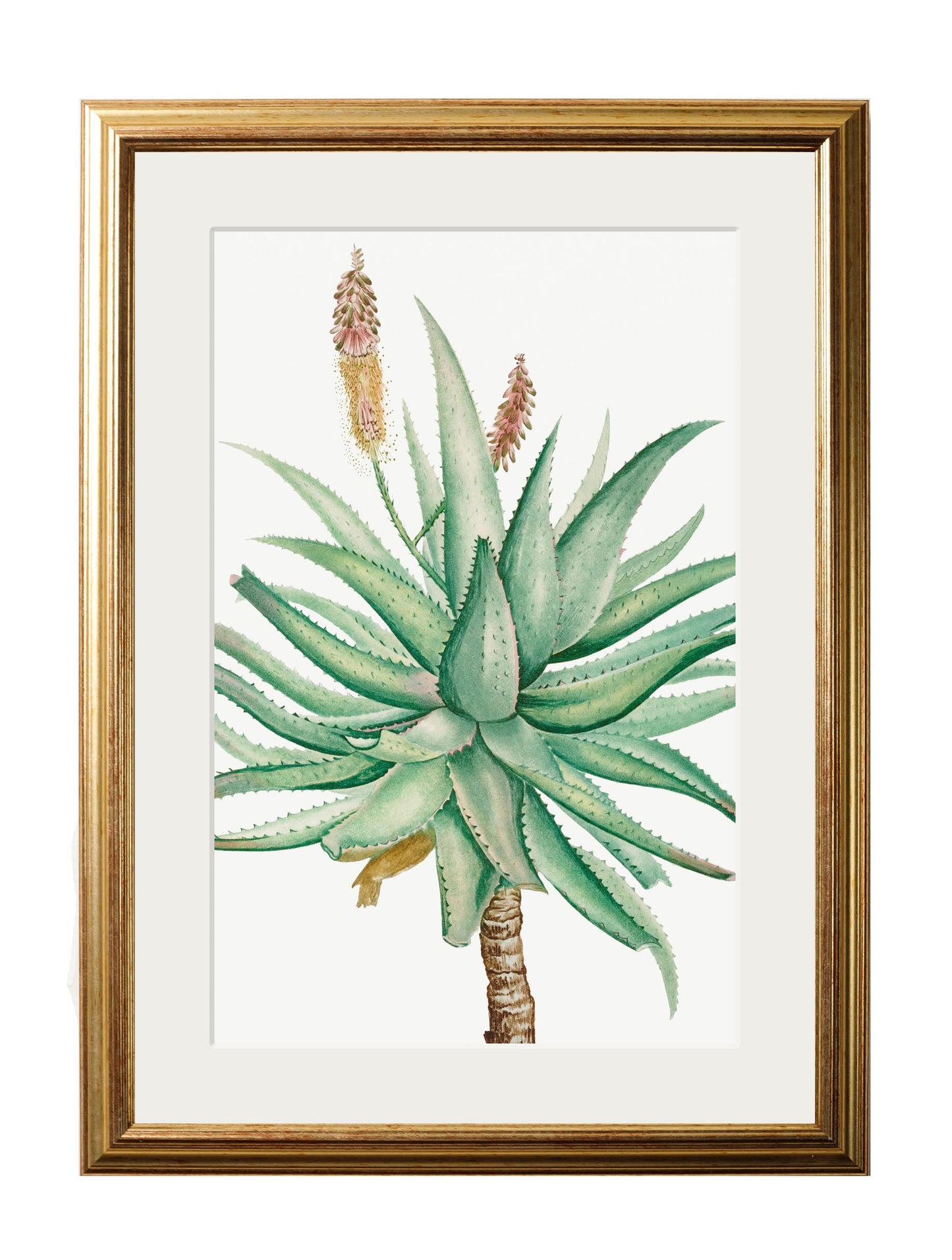 Botanical Nature Illustrations Set of 4 Prints