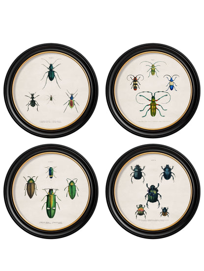 c.1836 Beetle Plates - Round Frame