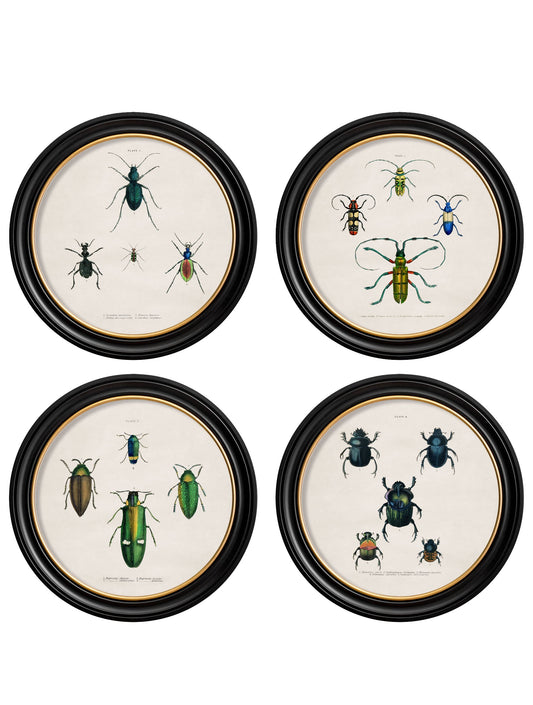 c.1836 Beetle Plates - Round Frame