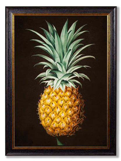 c.1812 Pineapple Study (Black)