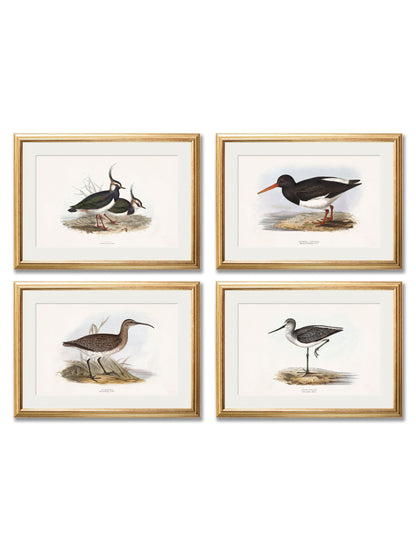 c.1837's British Coastal Birds