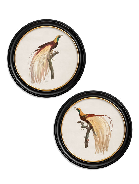 c.1809 Birds of Paradise - Round Frames