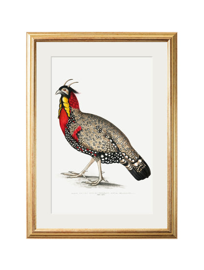 c.1800's Black Headed Pheasants