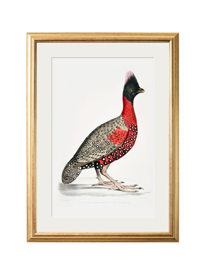 c.1800's Black Headed Pheasants