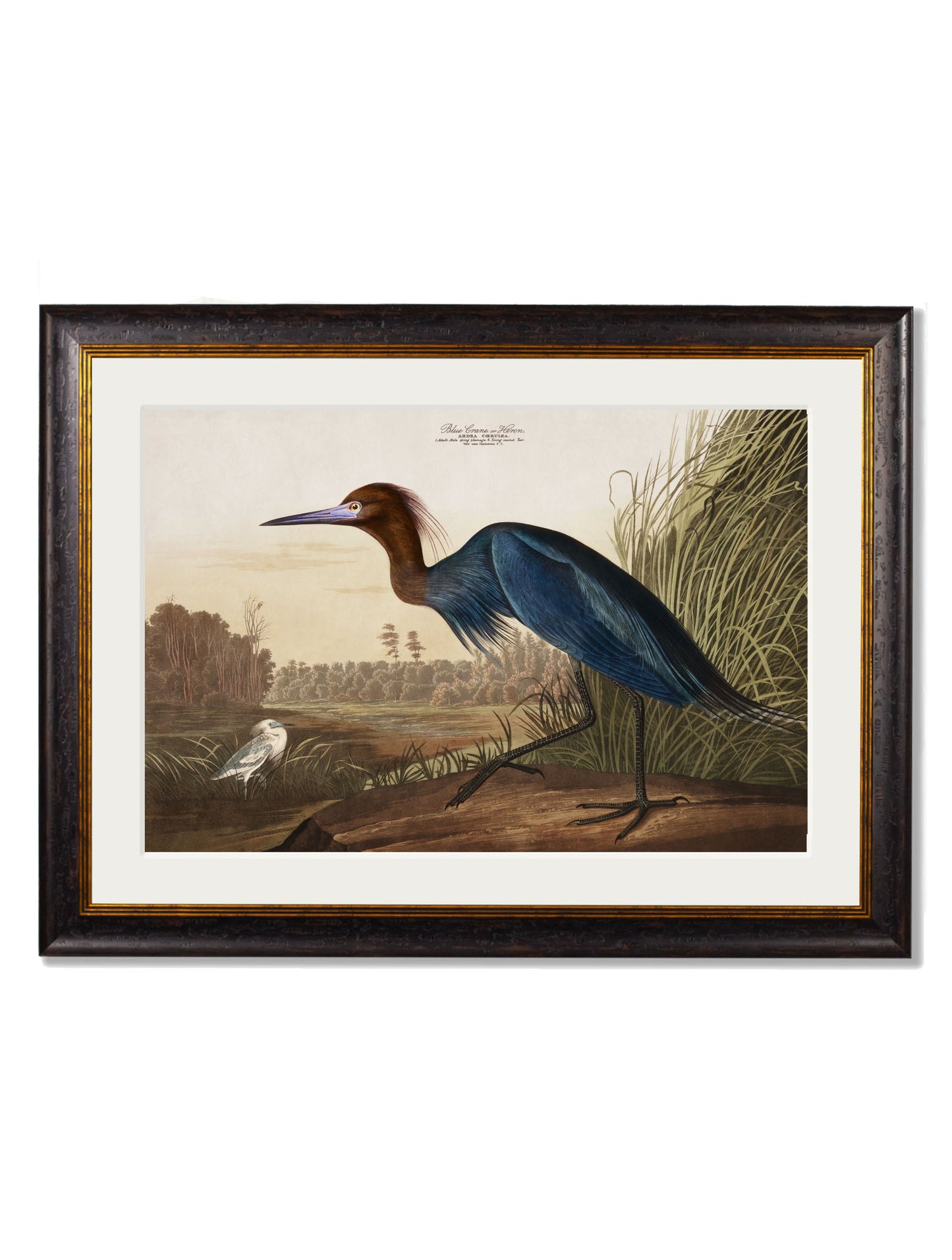 c.1838 Audubon's Herons