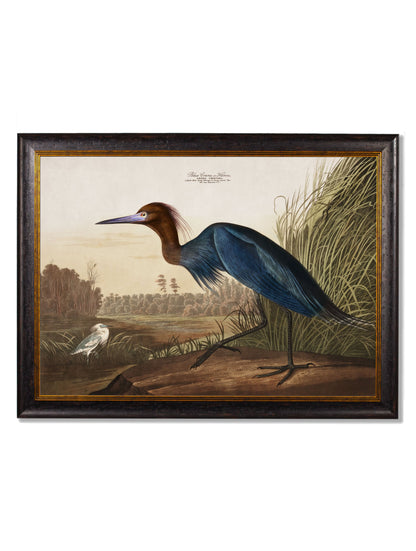 c.1838 Audubon's Herons