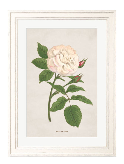 Rose Floral Illustrations