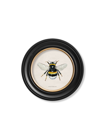 c1892 British Bees Round Frame