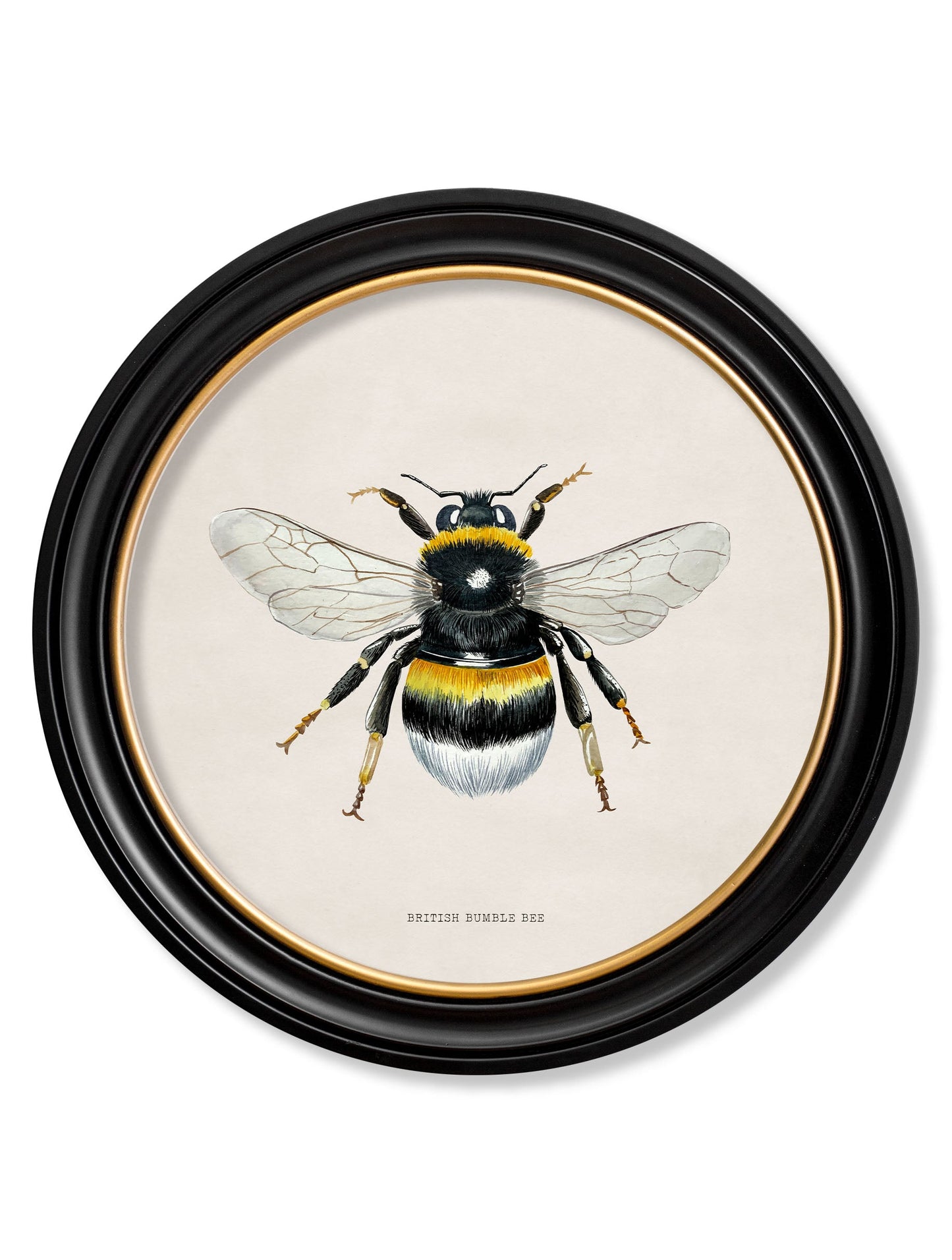 c1892 British Bees Round Frame