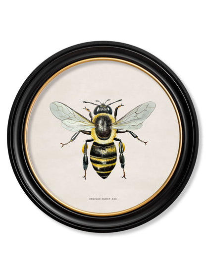 c1892 British Bees Round Frame