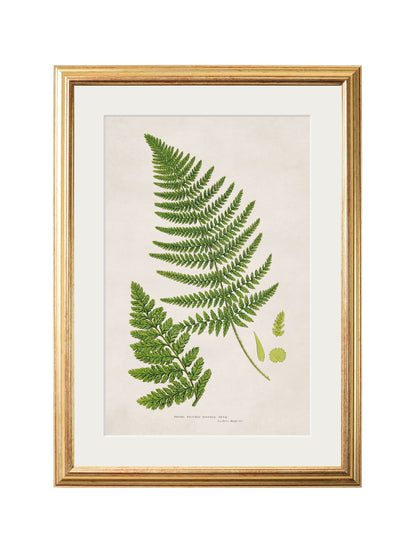 Collection of 6 Ferns