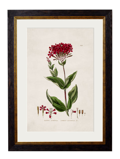 c.1837 British Flowering Plants