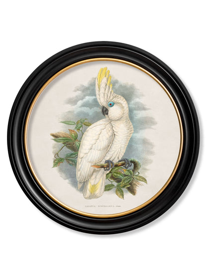 c.1875 Cockatoos - Round Frames