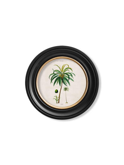 c.1843 Studies of South American Palm Trees in Round Frames