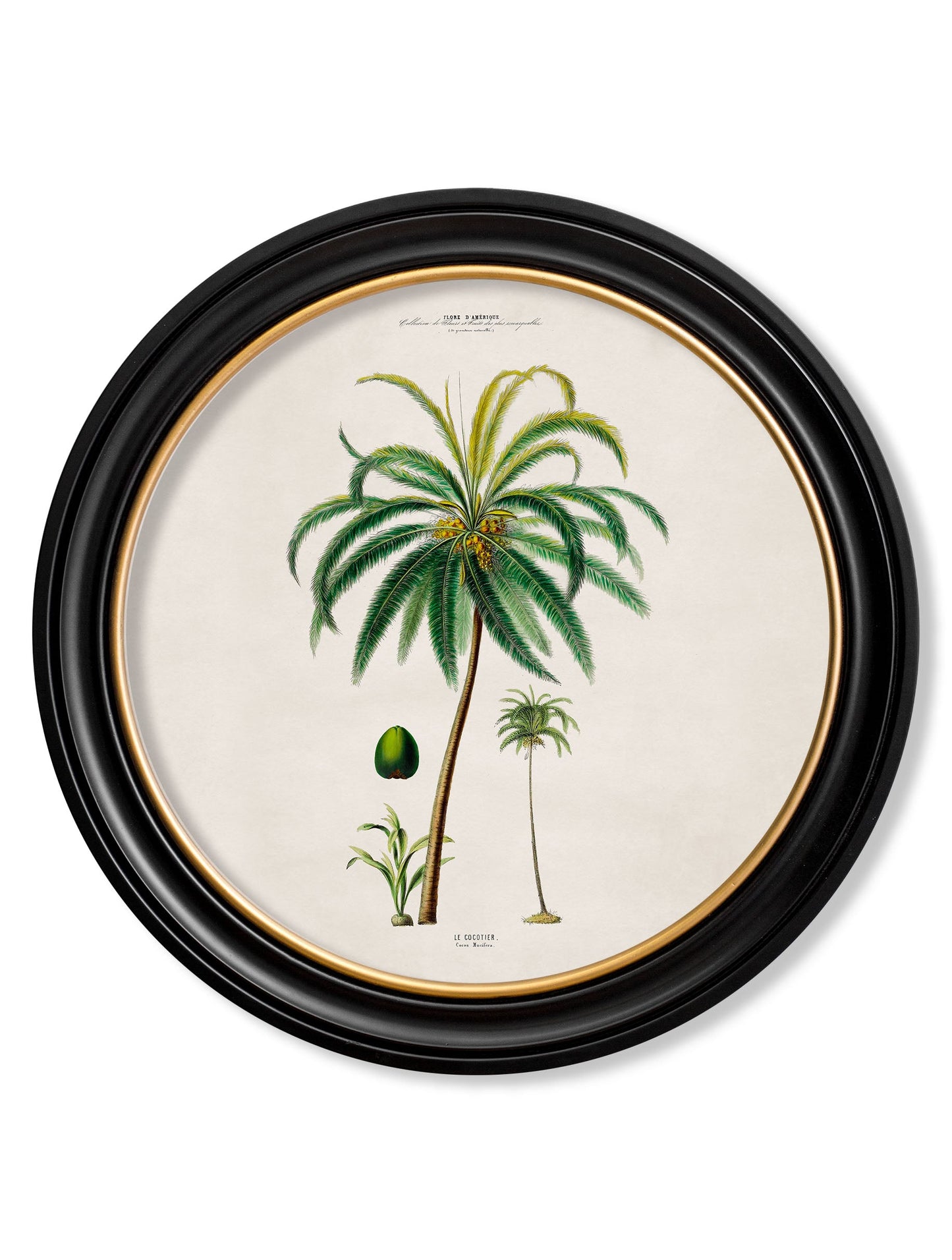 c.1843 Studies of South American Palm Trees in Round Frames