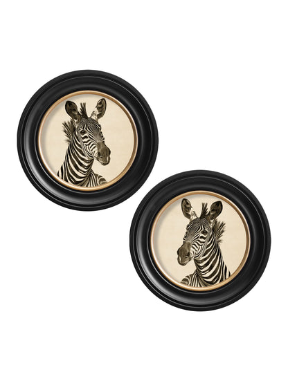 c1890 Zebra Illustrations in Round Frame - Dark