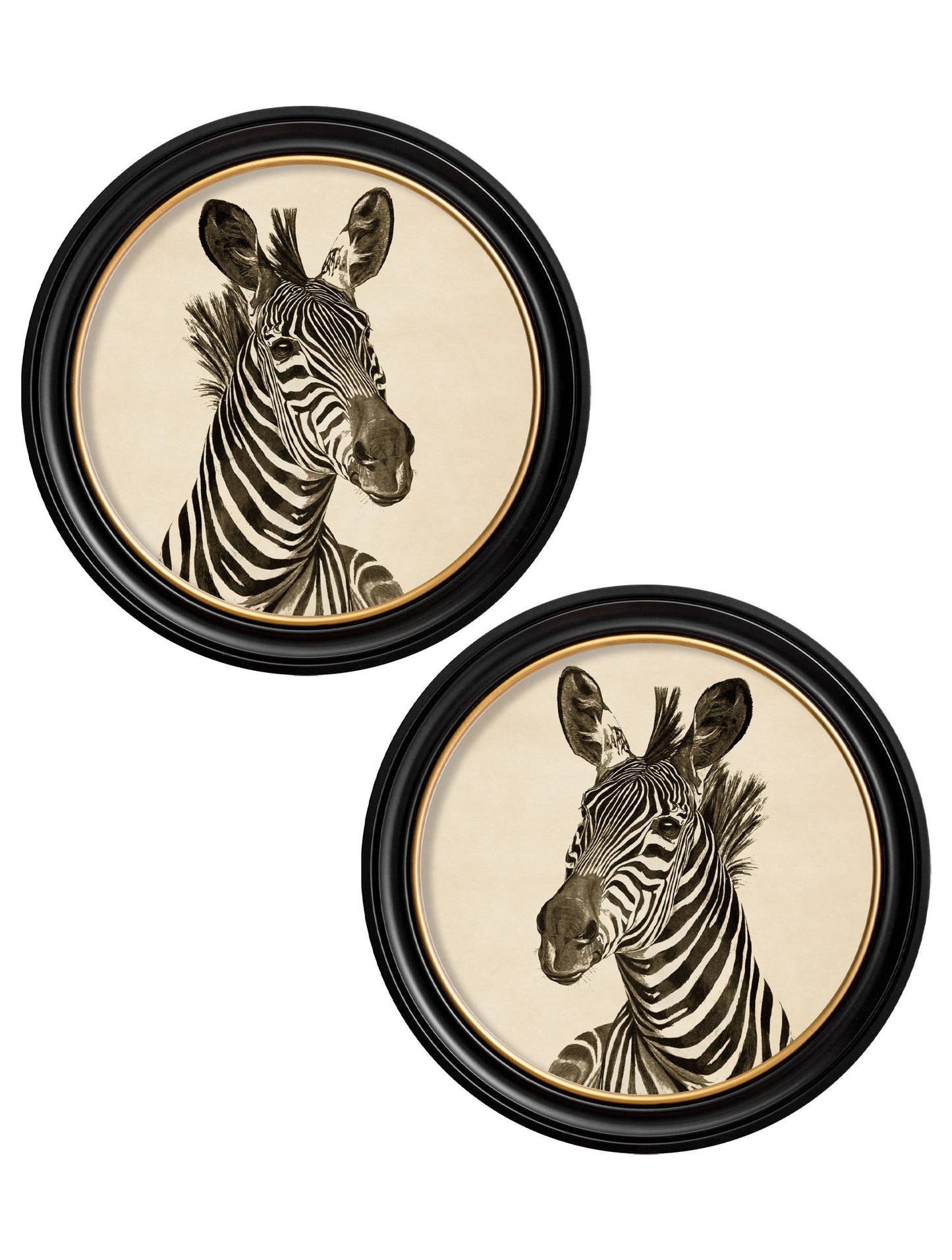 c1890 Zebra Illustrations in Round Frame - Dark