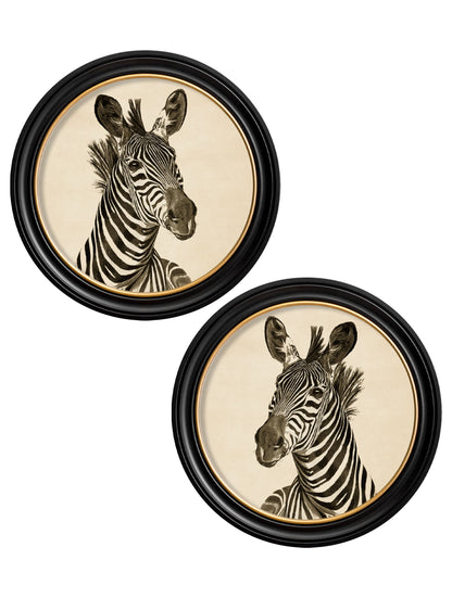 c1890 Zebra Illustrations in Round Frame - Dark