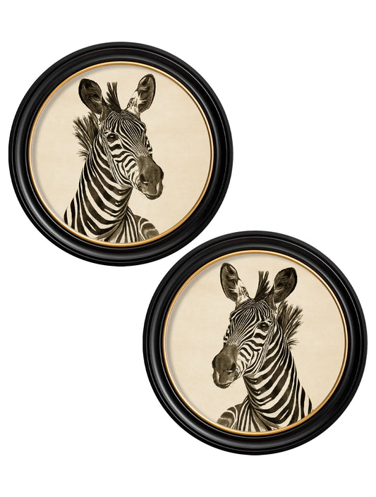 c1890 Zebra Illustrations in Round Frame - Dark