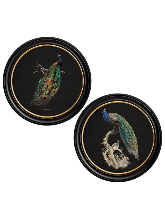 c.1847 Peacocks in Round Frames - Dark