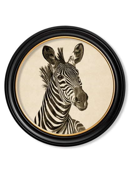 c1890 Zebra Illustrations in Round Frame - Dark