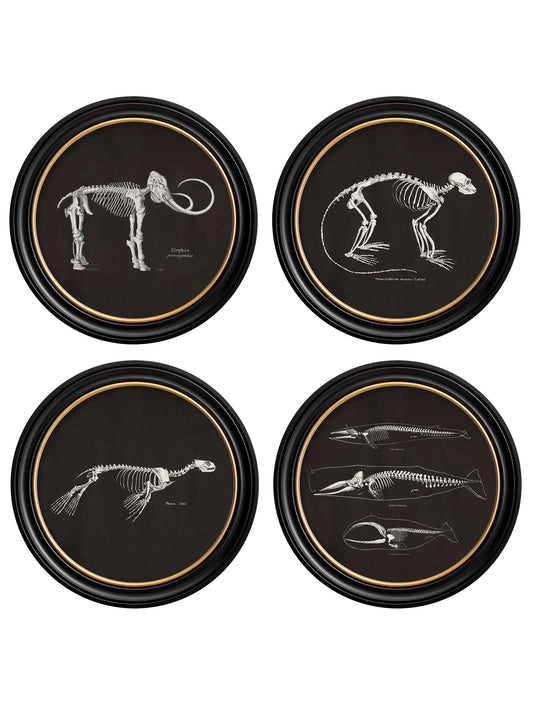 c.1870 Anatomical Skeletons - Dark - Round Frames