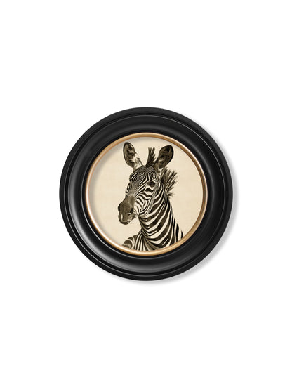 c1890 Zebra Illustrations in Round Frame - Dark