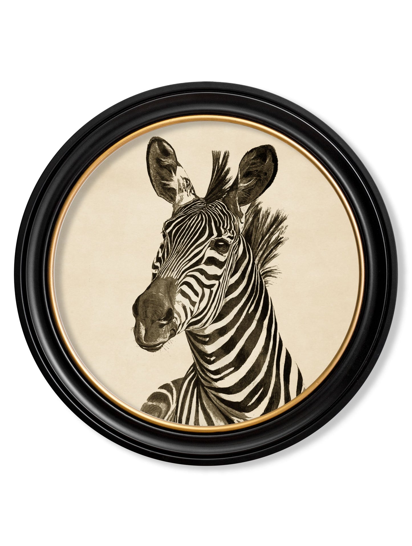 c1890 Zebra Illustrations in Round Frame - Dark