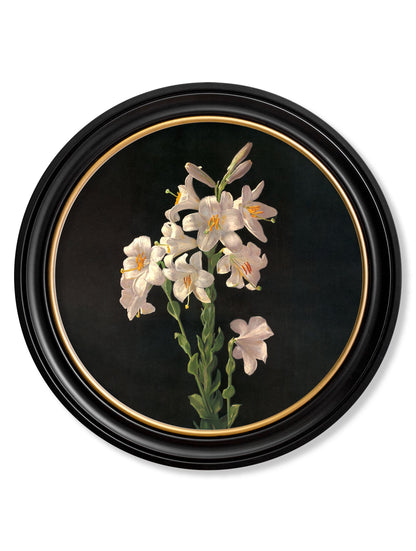 c.1874 George Cochran Lambdin Lillys - Round Frame