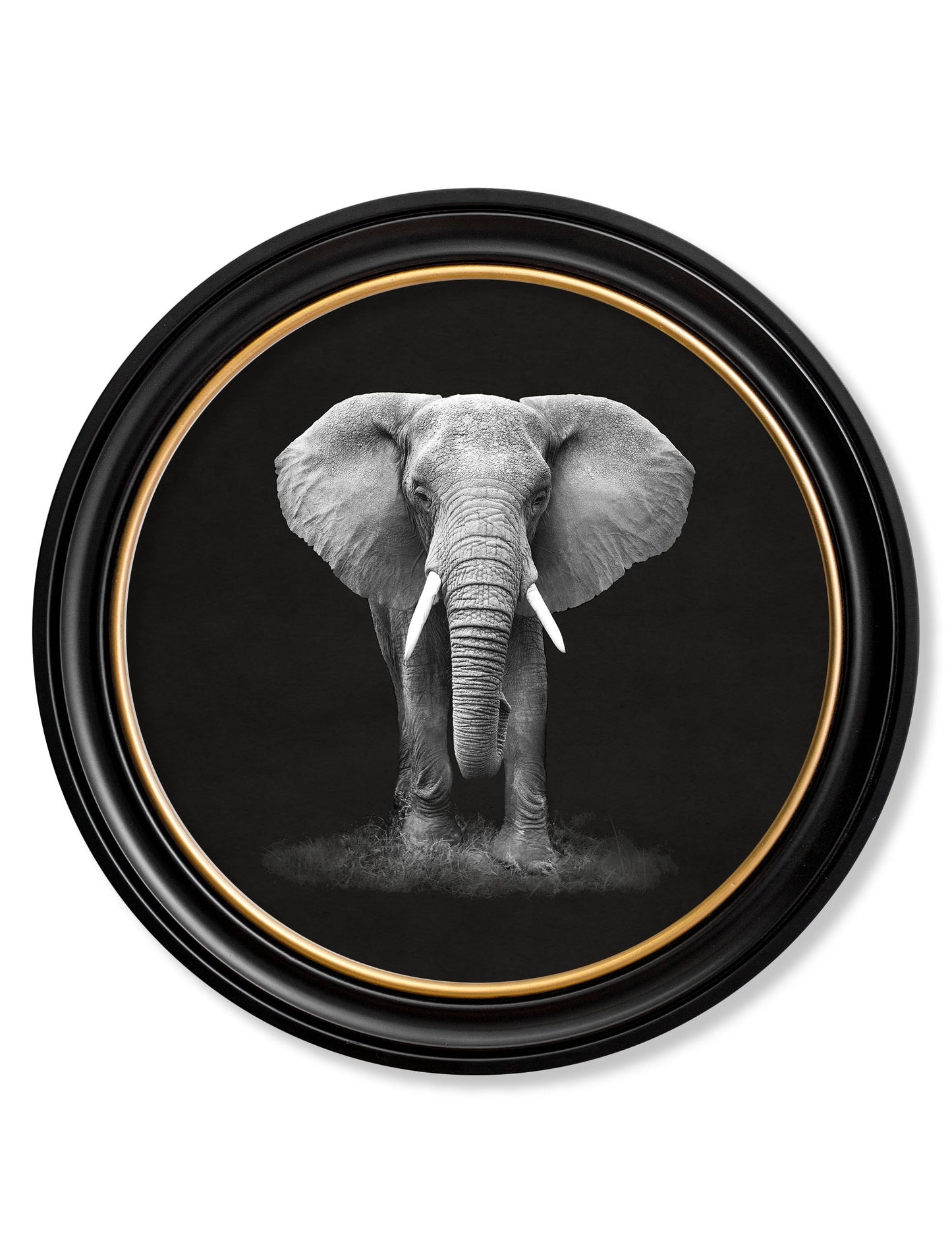 Wildlife Photography - Elephant - Round Frame