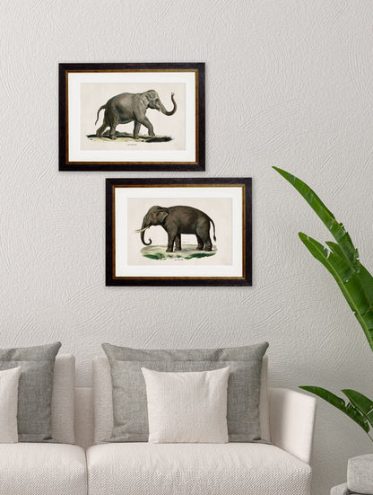 c.1846 Elephants