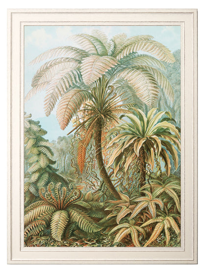 C.1904 Study Of Ferns Print