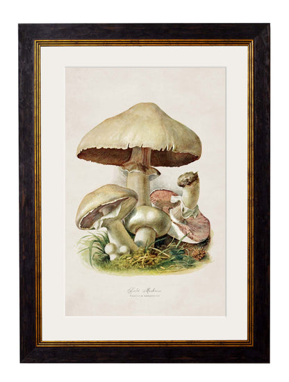 c.1913 Edible Mushrooms