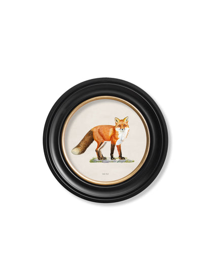 Red Fox - Round Frame