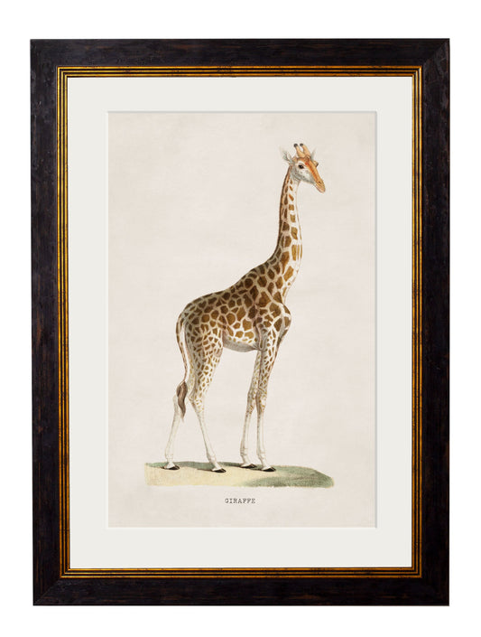 c.1836 Giraffe