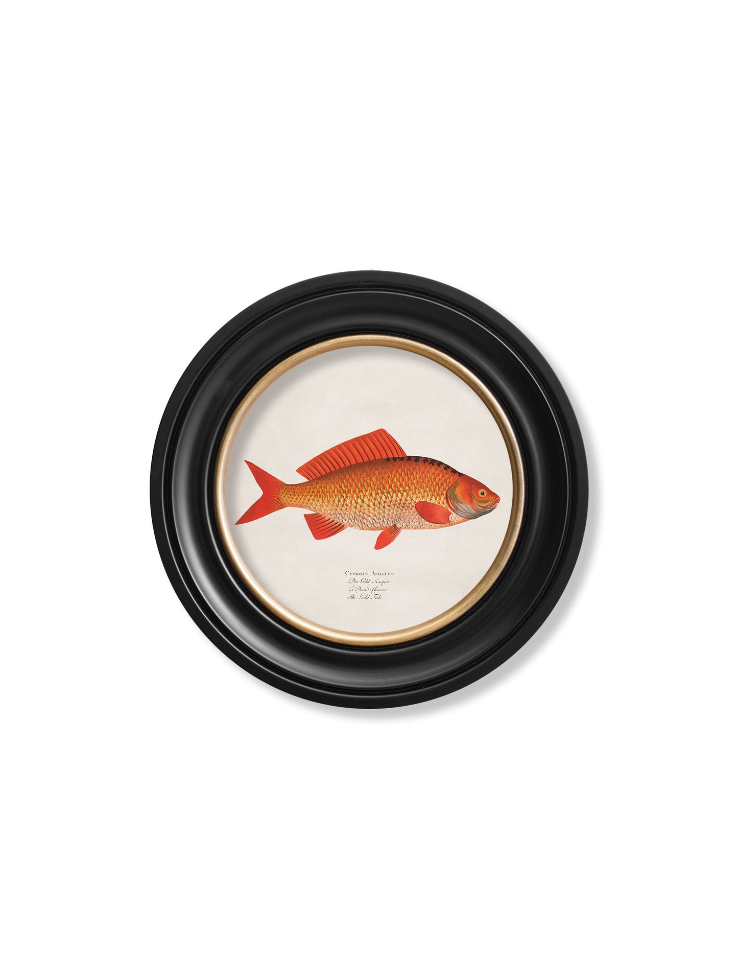 c.1785 Goldfish and Golden Orfe - Round Frame