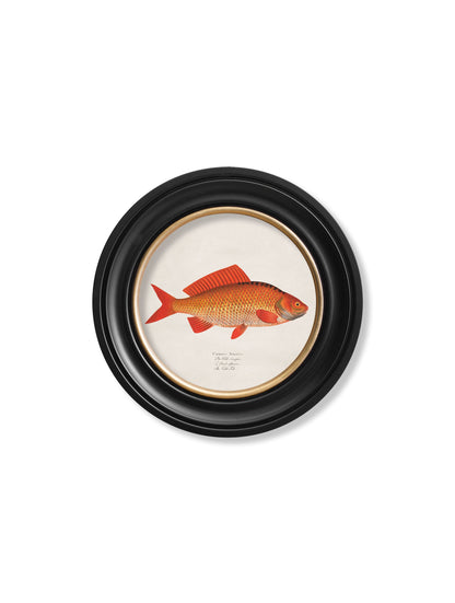 c.1785 Goldfish and Golden Orfe - Round Frame