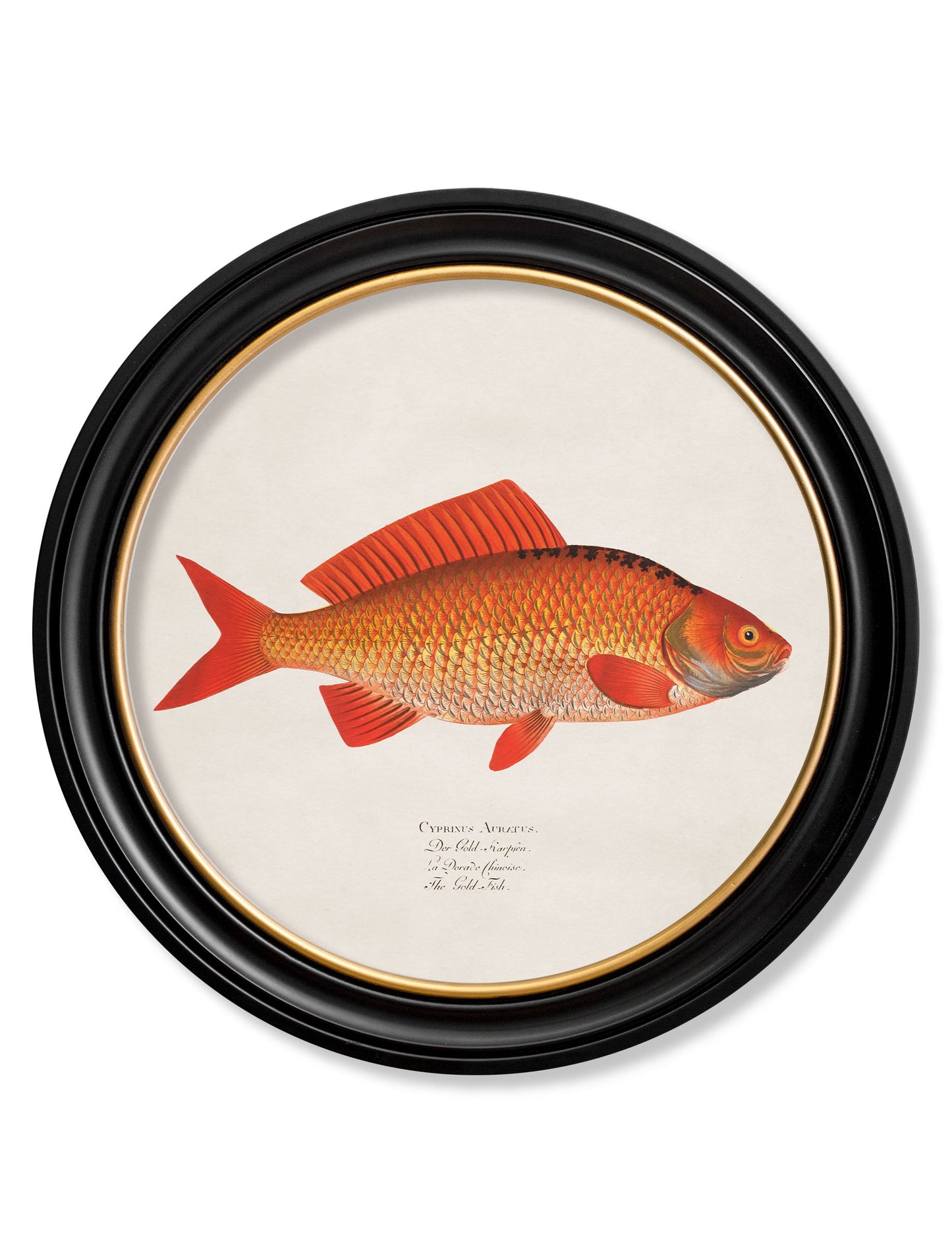 c.1785 Goldfish and Golden Orfe - Round Frame